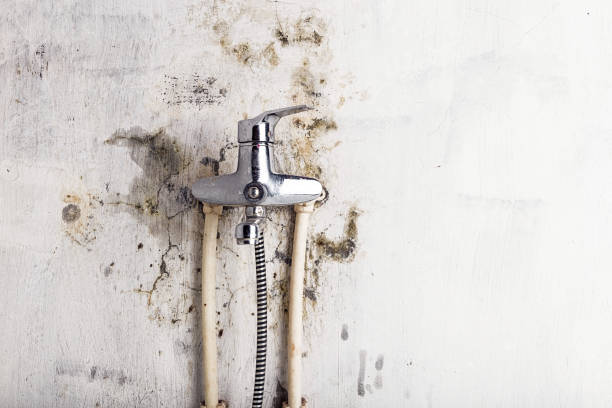 Best Residential Mold Remediation in Rio Rancho Estates, NM