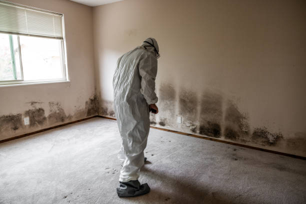 Professional Mold Remediation in Rio Rancho Estates, NM