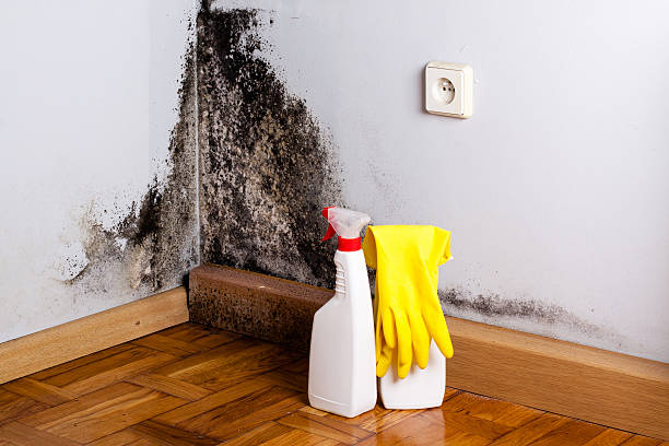 Best Mold Testing and Inspection Services in Rio Rancho Estates, NM