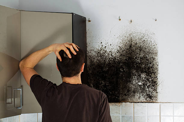 Best Localized Mold Remediation (e.g., coastal areas, humid climates) in Rio Rancho Estates, NM