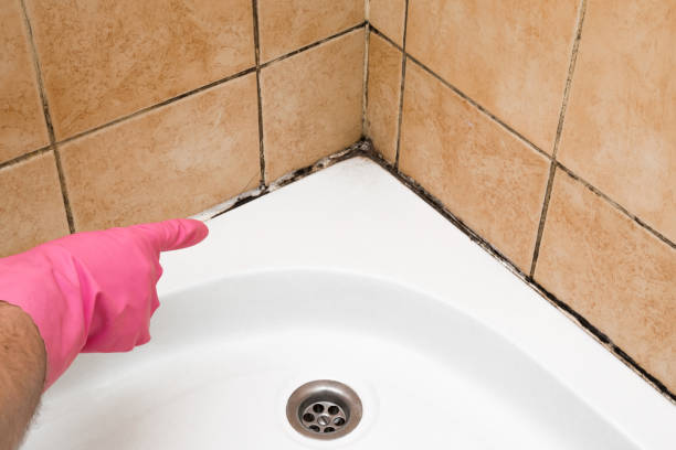 Best Kitchen Mold Remediation in Rio Rancho Estates, NM